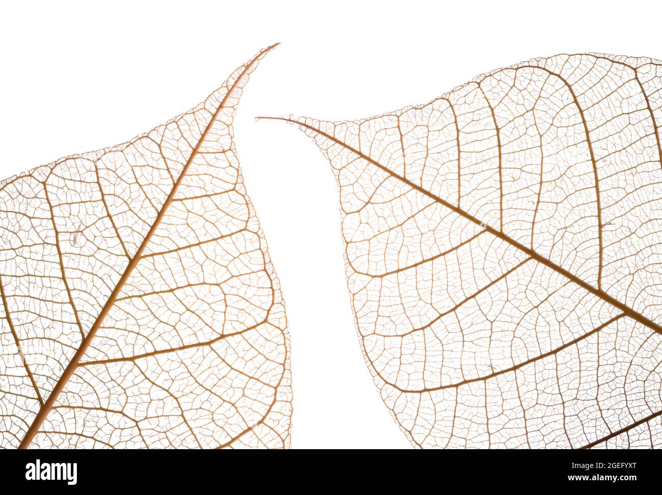 Chiudi su uno scheletro di foglie fotografato su uno sfondo bianco luminoso e che mostra il pattern venoso ramificato Foto Stock