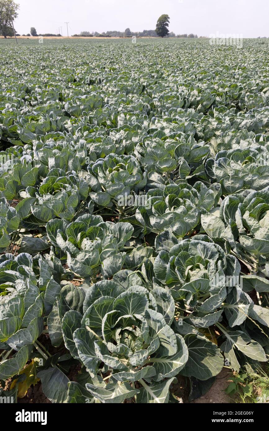 Arable Farming UK; Cabbages crescere in un campo nel mese di luglio, East Yorkshire UK Foto Stock