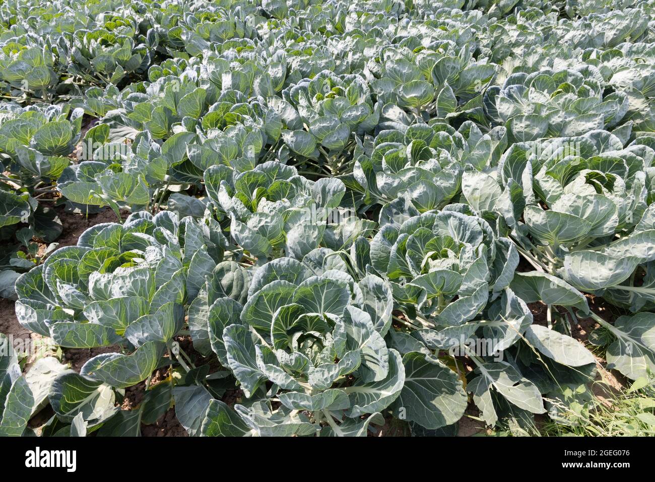 Arable Farming UK; Cabbages crescere in un campo nel mese di luglio, East Yorkshire UK Foto Stock