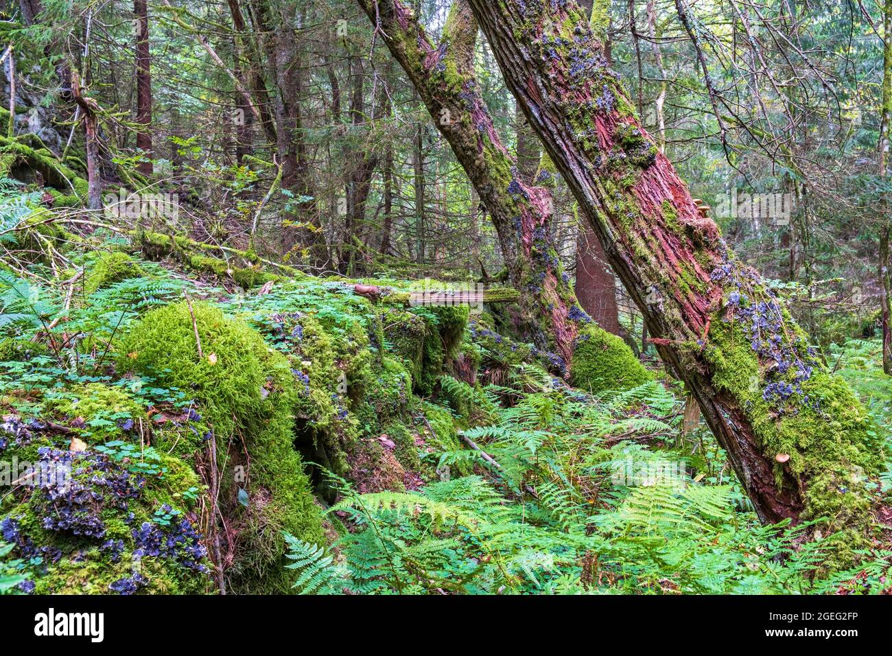 Vecchia foresta di sviluppo con muschio verde e alberi pendanti Foto Stock