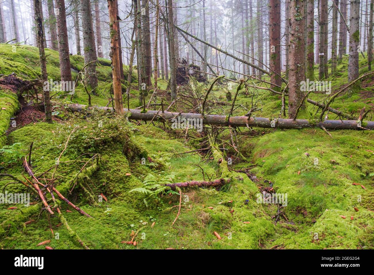 Foresta di conifere con muschio verde sul pavimento della foresta Foto Stock