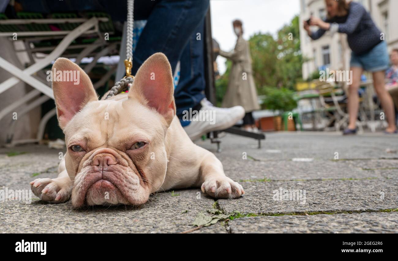 Monaco di Baviera, Germania. 20 ago 2021. Il bulldog francese 'Poldi' di 1 1/2 anni si trova rilassato sul pavimento di un caffè di strada al Gärtnerplatz e si sta sibilando mentre il suo padrone sta gustando il suo caffè. Credit: Peter Kneffel/dpa/Alamy Live News Foto Stock