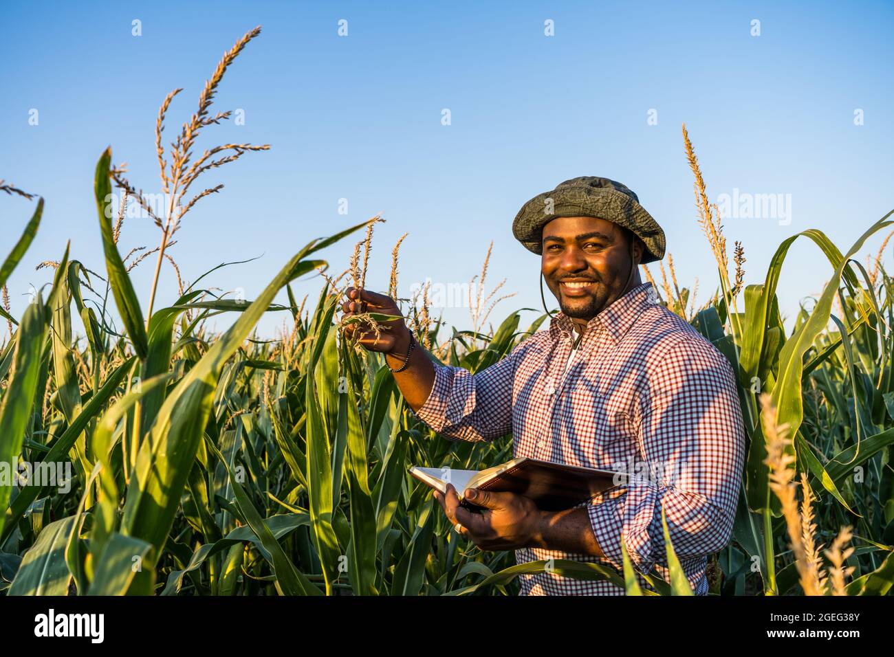 Il coltivatore è in piedi nel suo campo crescente del mais. Sta esaminando il progresso delle piante. Foto Stock