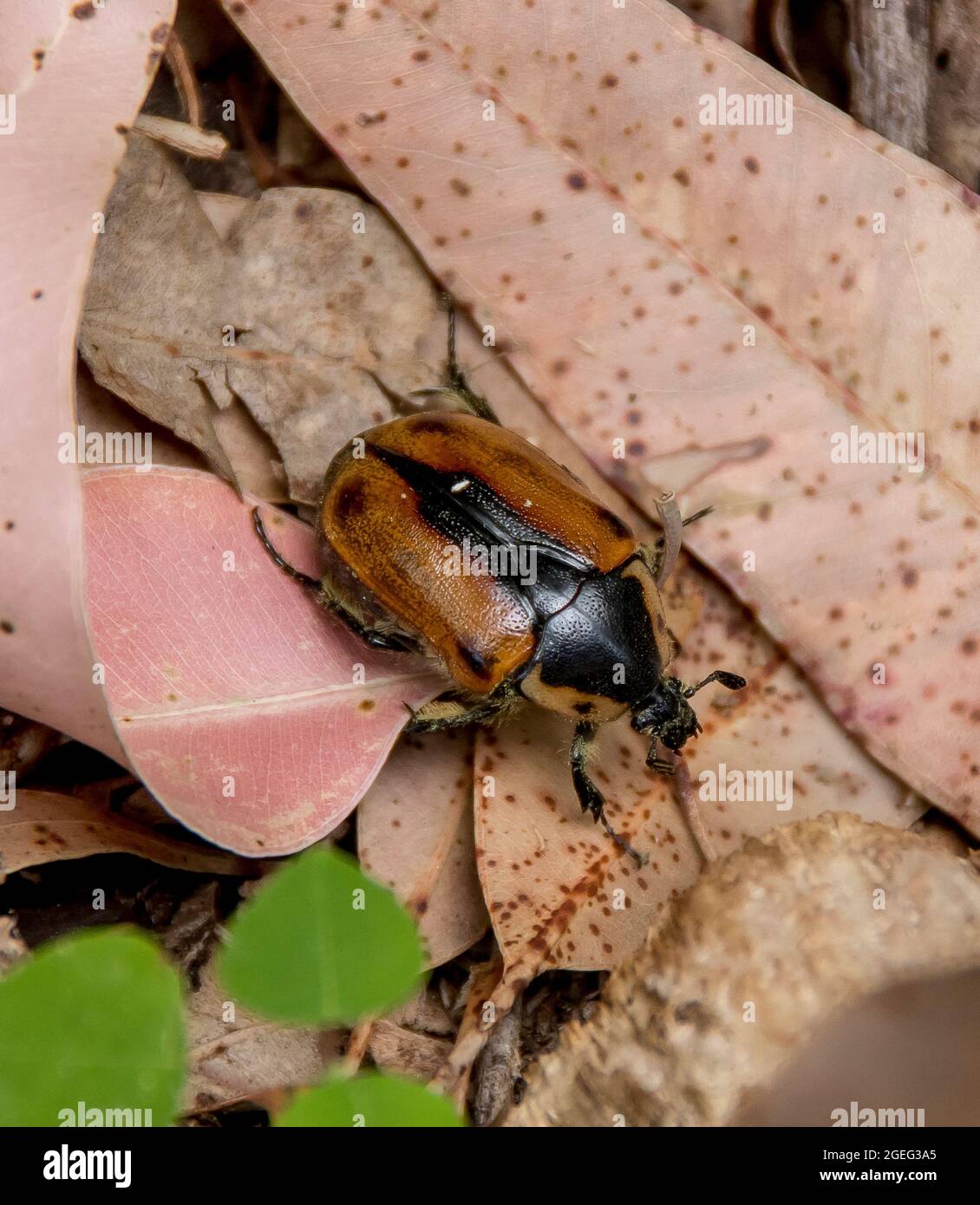 Cowboy Beetle - Chondropyga dorsalis (Diaphonia dorsalis) strisciando tra lettiere di foglie sul pavimento subtropicale della foresta pluviale. Queensland, Australia. Foto Stock