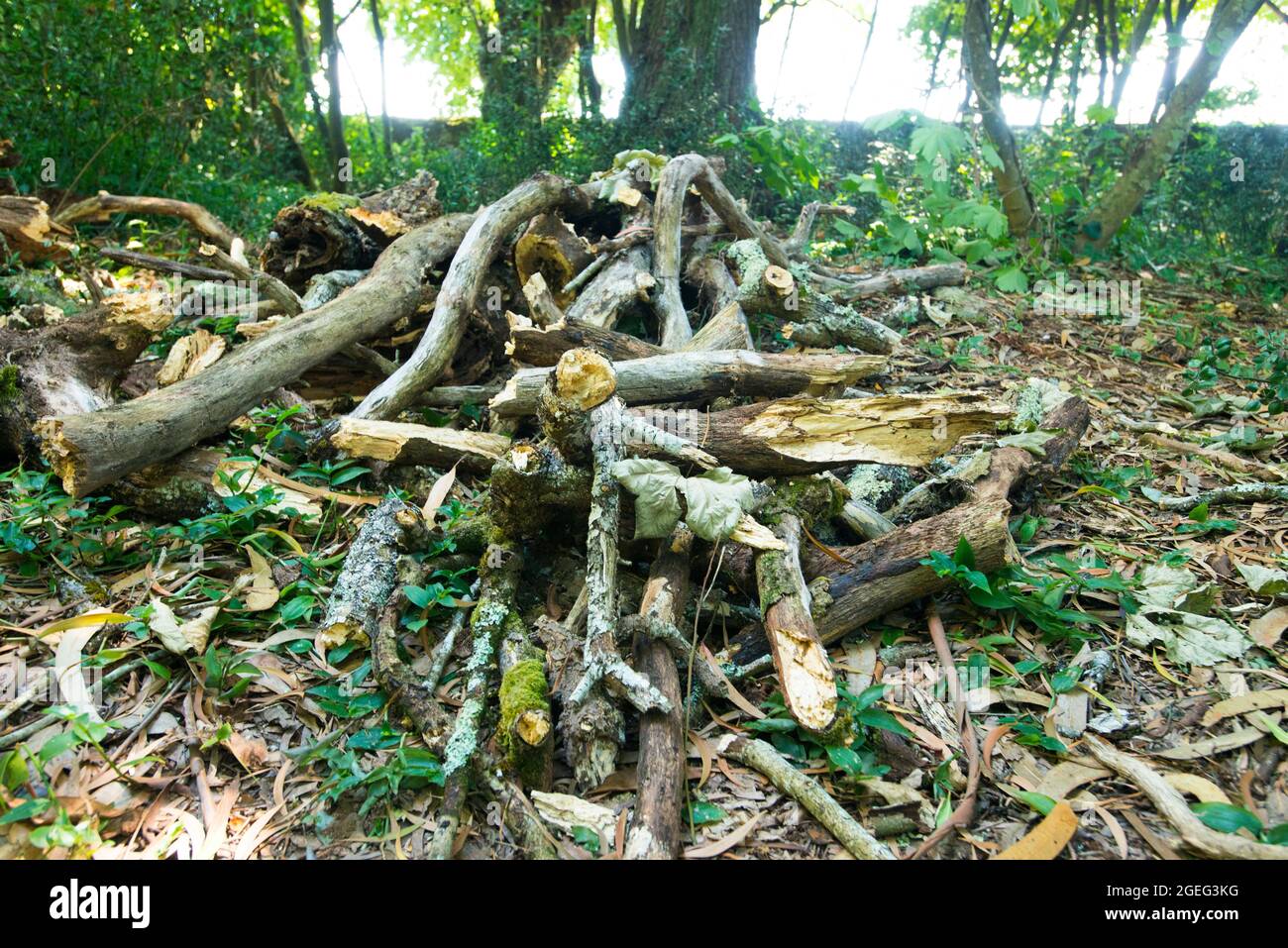 Pulizia della foresta nei dintorni del Palazzo di Fefiñanes Foto Stock