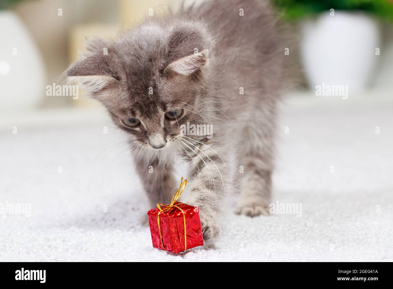 Un gattino grigio soffice gioca con una scatola regalo su uno sfondo grigio a casa. Giocattoli e articoli per animali, negozio di animali. Foto Stock