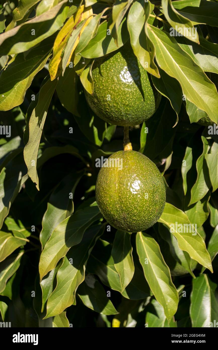 Due avocado Reed sferici (persea americana) che crescono in un frutteto nel Queensland, Australia. Frutta grande, rotonda, pesante. Foto Stock