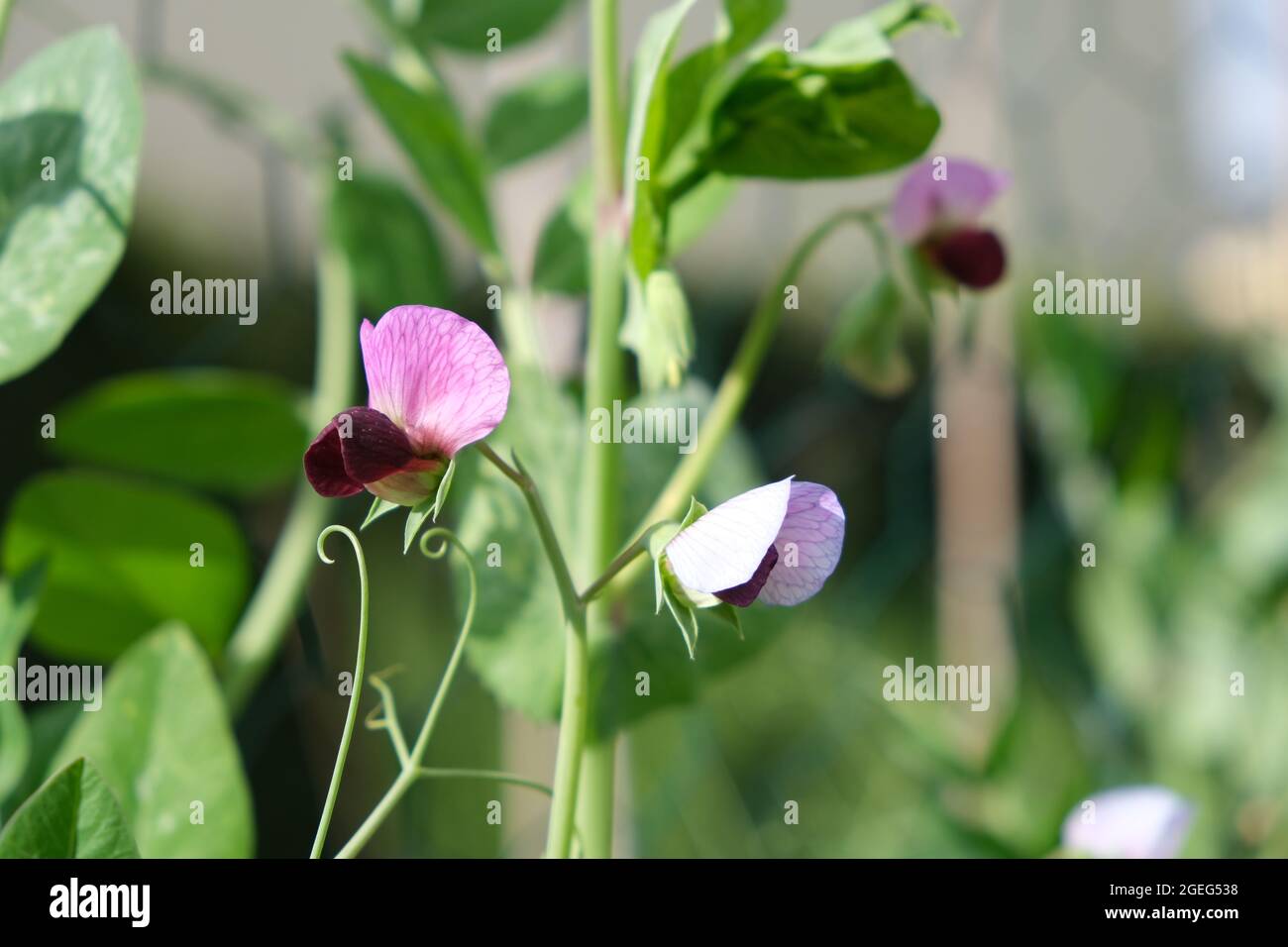 Fiori viola di piselli di neve, varietà di heirloom, in un giardino in primavera Foto Stock