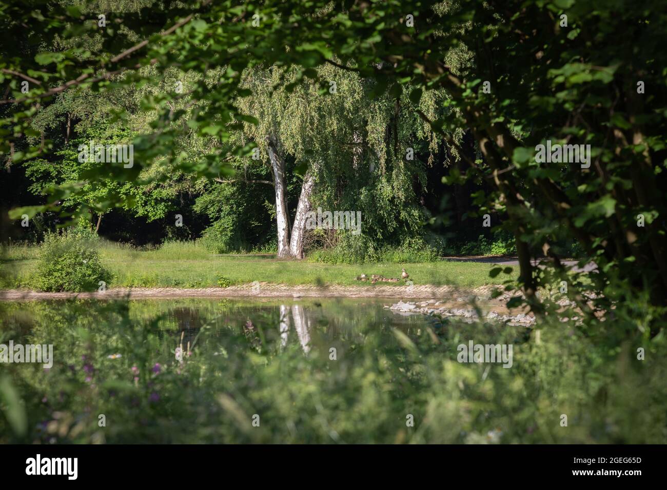 Vecchi alberi di betulla in un bellissimo parco a Dortmund Buschmühle, Germania Foto Stock