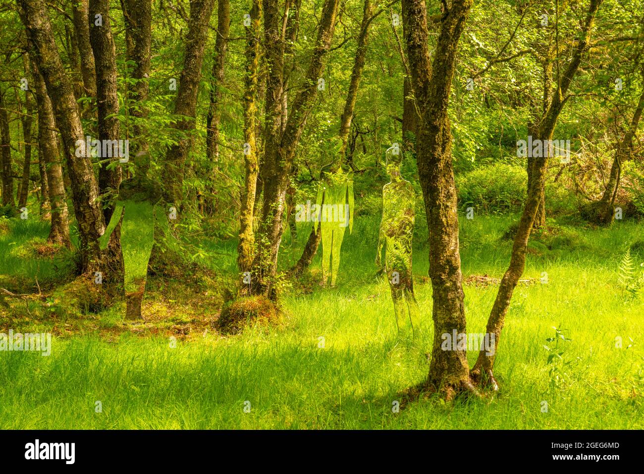 Installazione artistica nel terreno di David Marshall Lodge dietro Aberfoyle Stirling nel Trossachs Scozia. Foto Stock