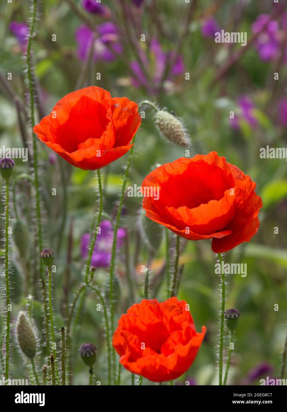 Papaver rhoeas, il papavero comune, Edimburgo, Scozia. Foto Stock