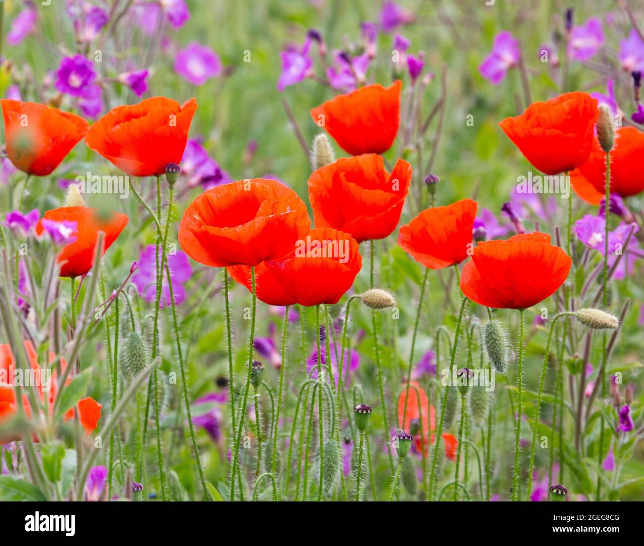 Papaver rhoeas, il papavero comune, Edimburgo, Scozia. Foto Stock