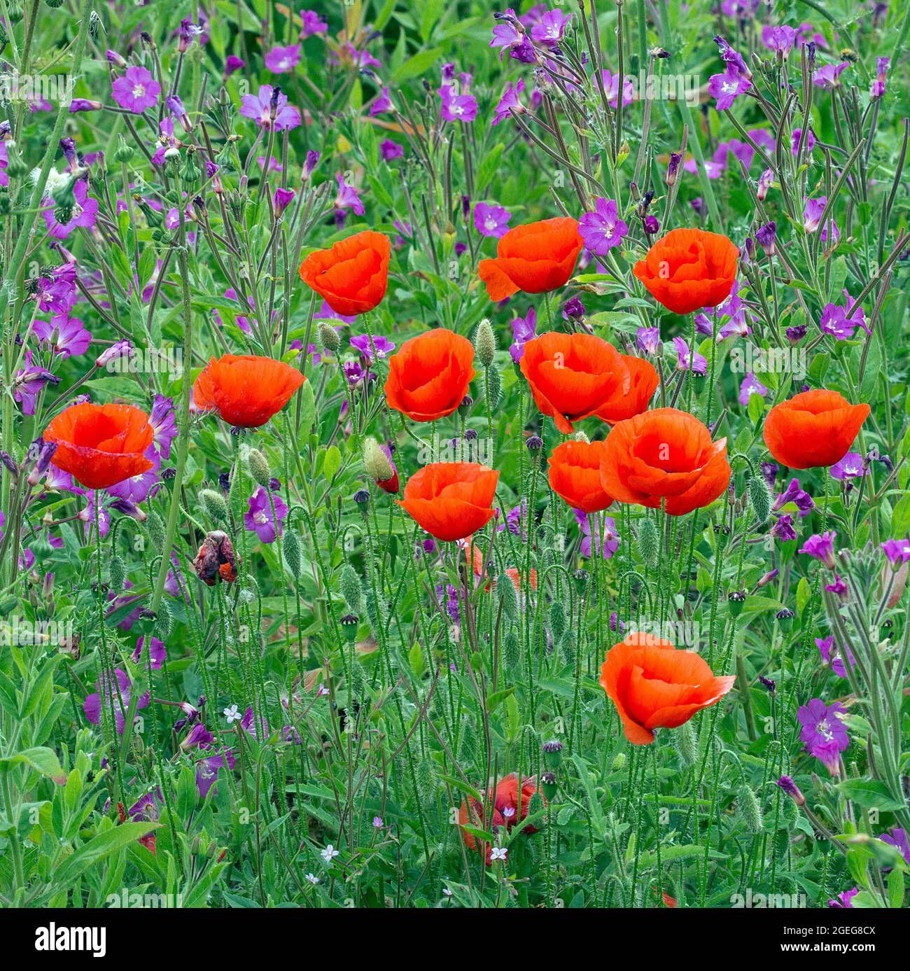 Papaver rhoeas, il papavero comune, Edimburgo, Scozia. Foto Stock