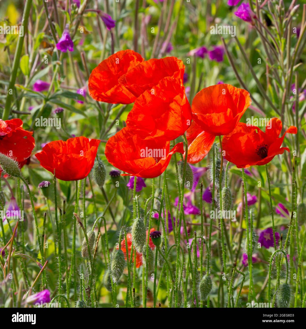 Papaver rhoeas, il papavero comune, Edimburgo, Scozia. Foto Stock