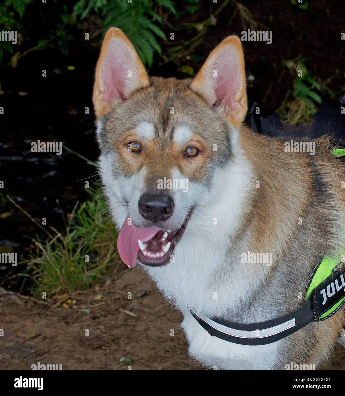 Razza Tamaskan di cane. Foto Stock