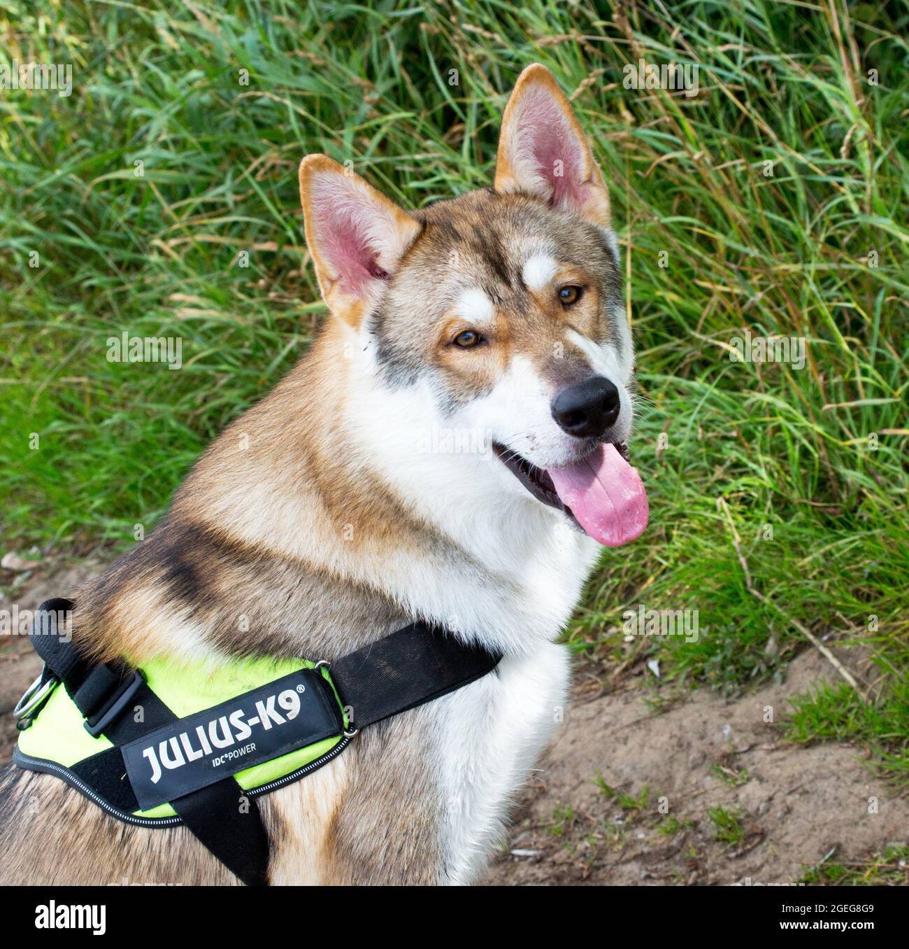Razza Tamaskan di cane. Foto Stock