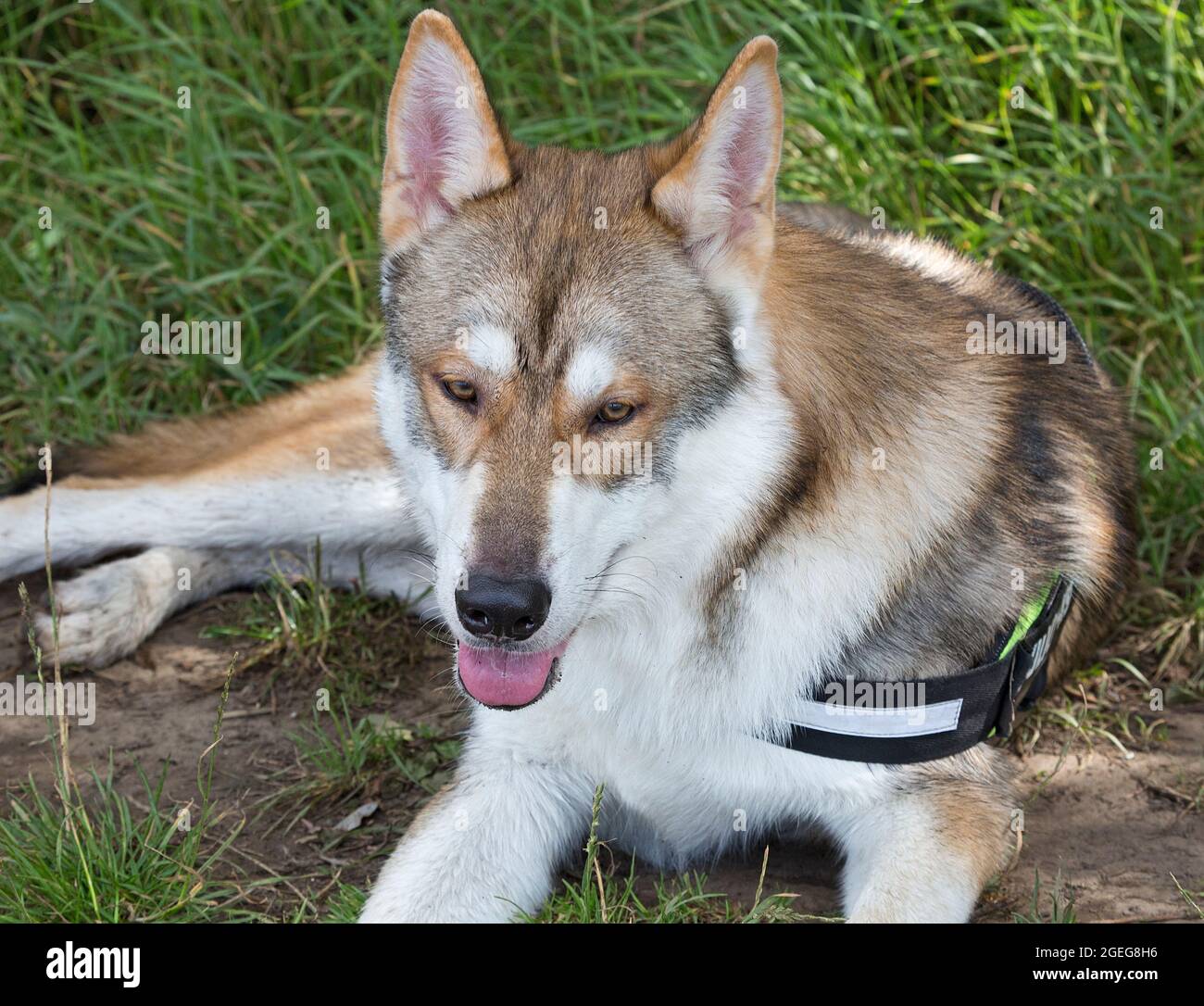 Razza Tamaskan di cane. Foto Stock