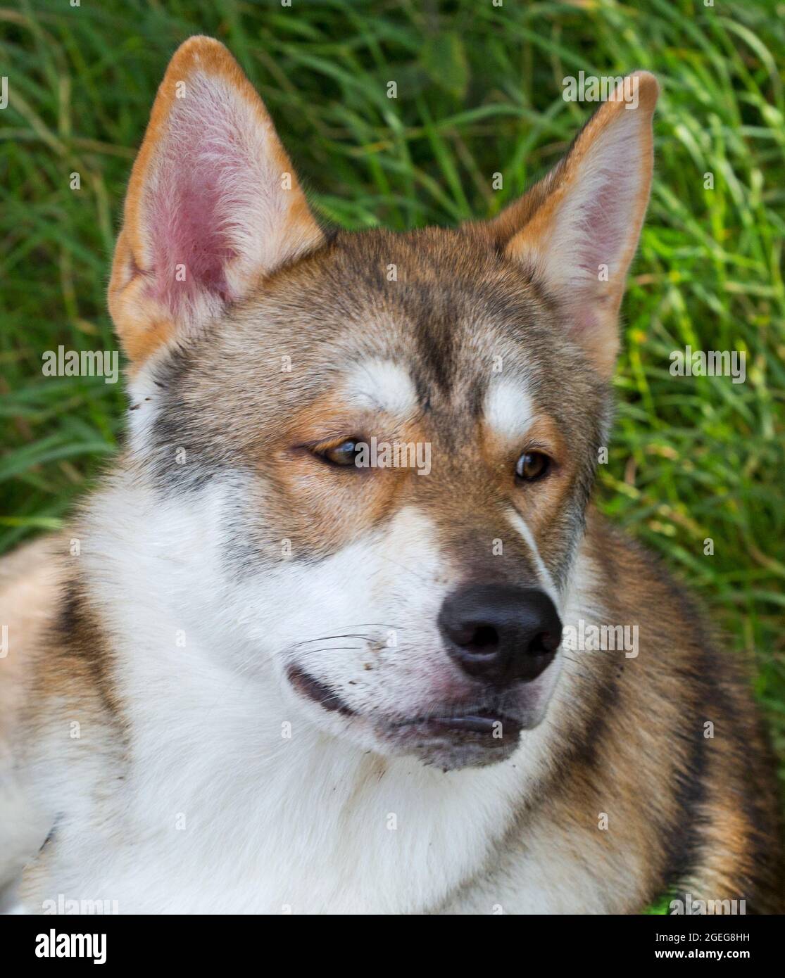 Razza Tamaskan di cane. Foto Stock