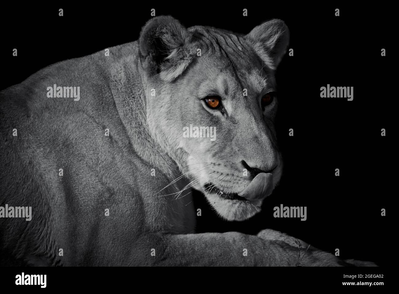Lionessa, Panthera leo, distesa con la lingua fuori e isolata su sfondo nero. Foto Stock