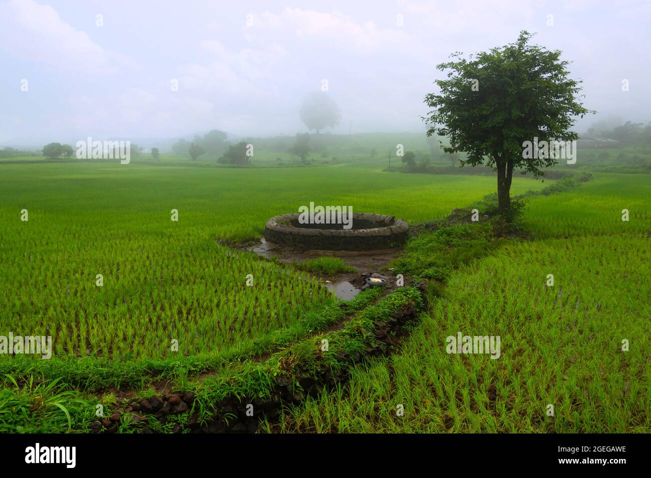 Vista dei campi di riso con pozzo adiacente in una giornata piovosa, Trigalwadi, Nashik, Maharashtra, India. Foto Stock