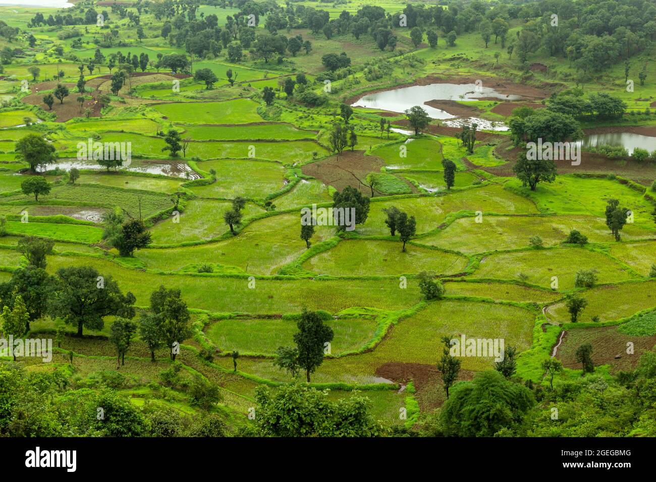 Risaie con raccolto, Tringalwadi, Nashik, Maharashtra, India. Foto Stock