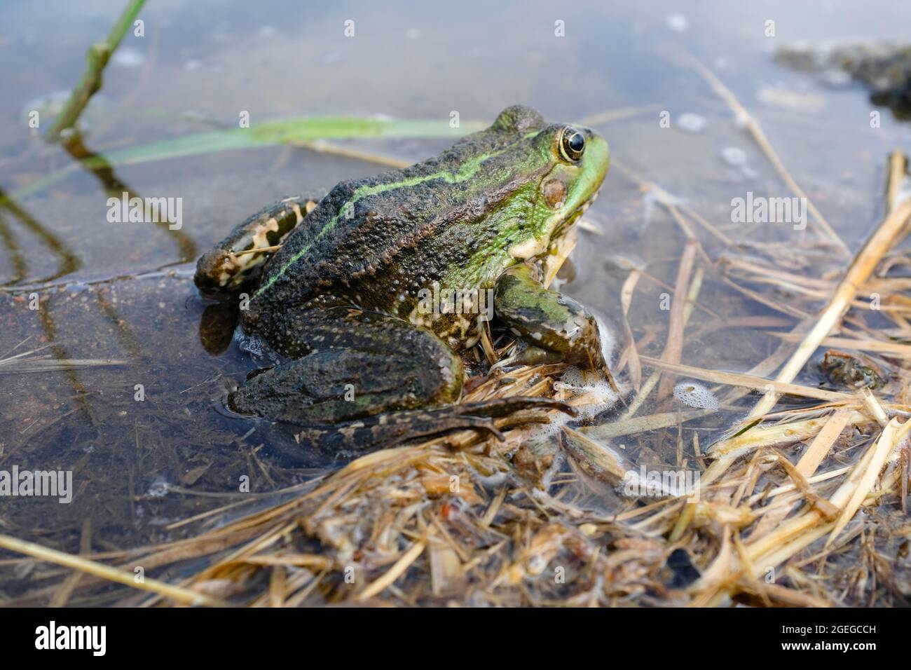 Rana del lago, rana della palude, rana commestibile nello stagno. La rana verde nell'acqua. Foto Stock