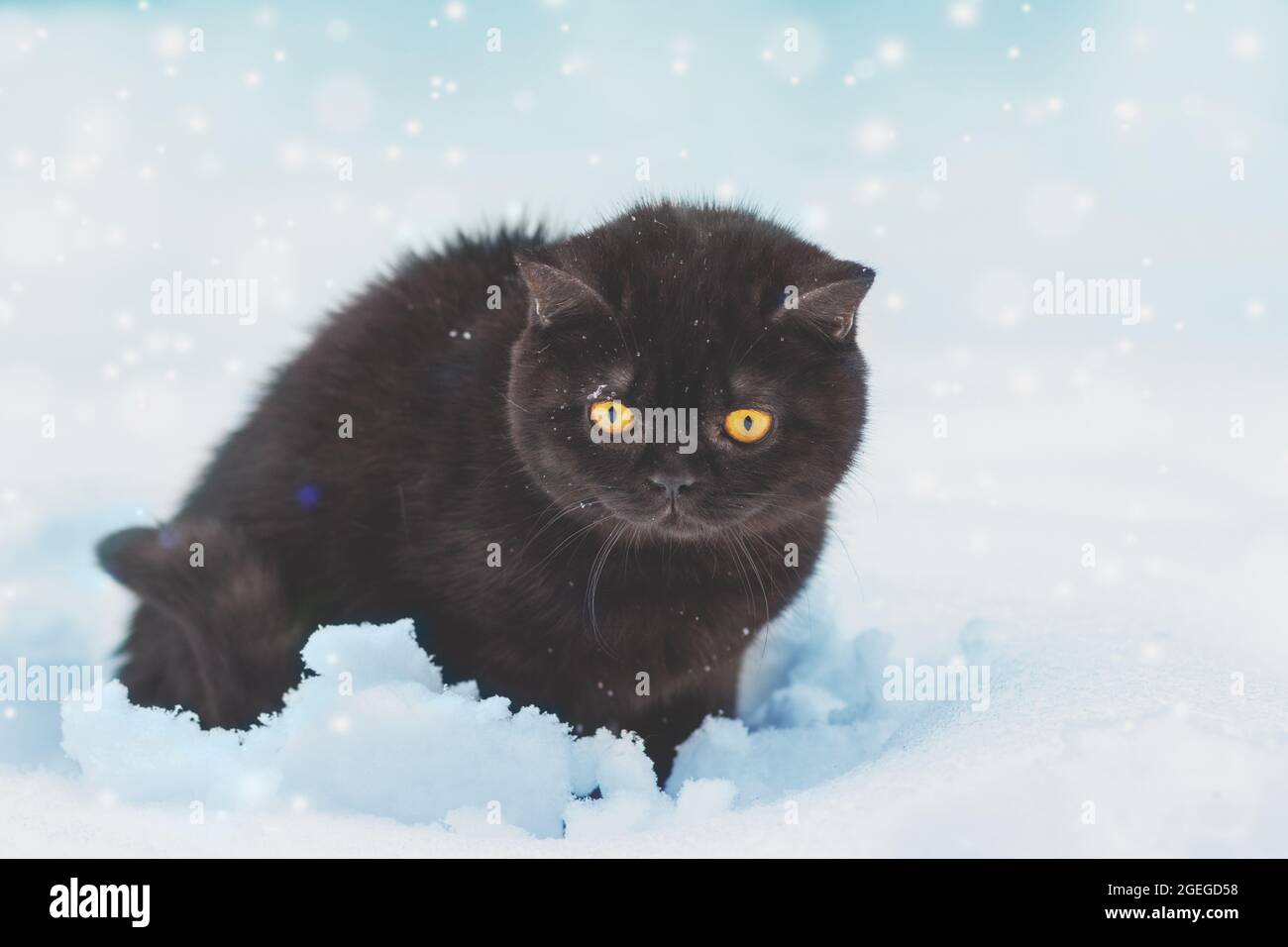 Gattino bruno inglese shorthair seduto all'aperto in inverno. Il gatto si siede nella neve profonda a bizzard Foto Stock