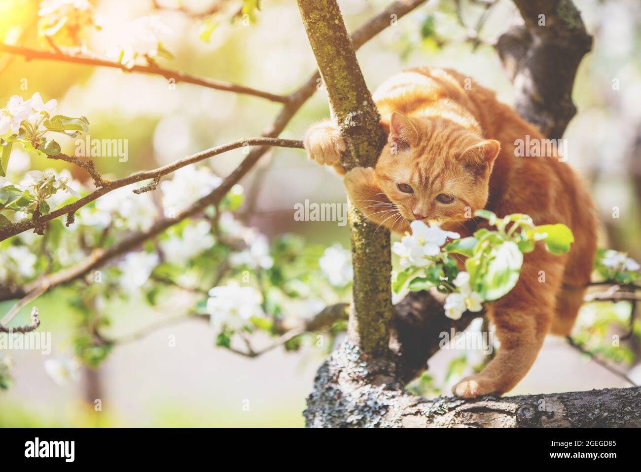 Il piccolo gattino si sneaks su un albero di mele fiorente in un frutteto di primavera Foto Stock