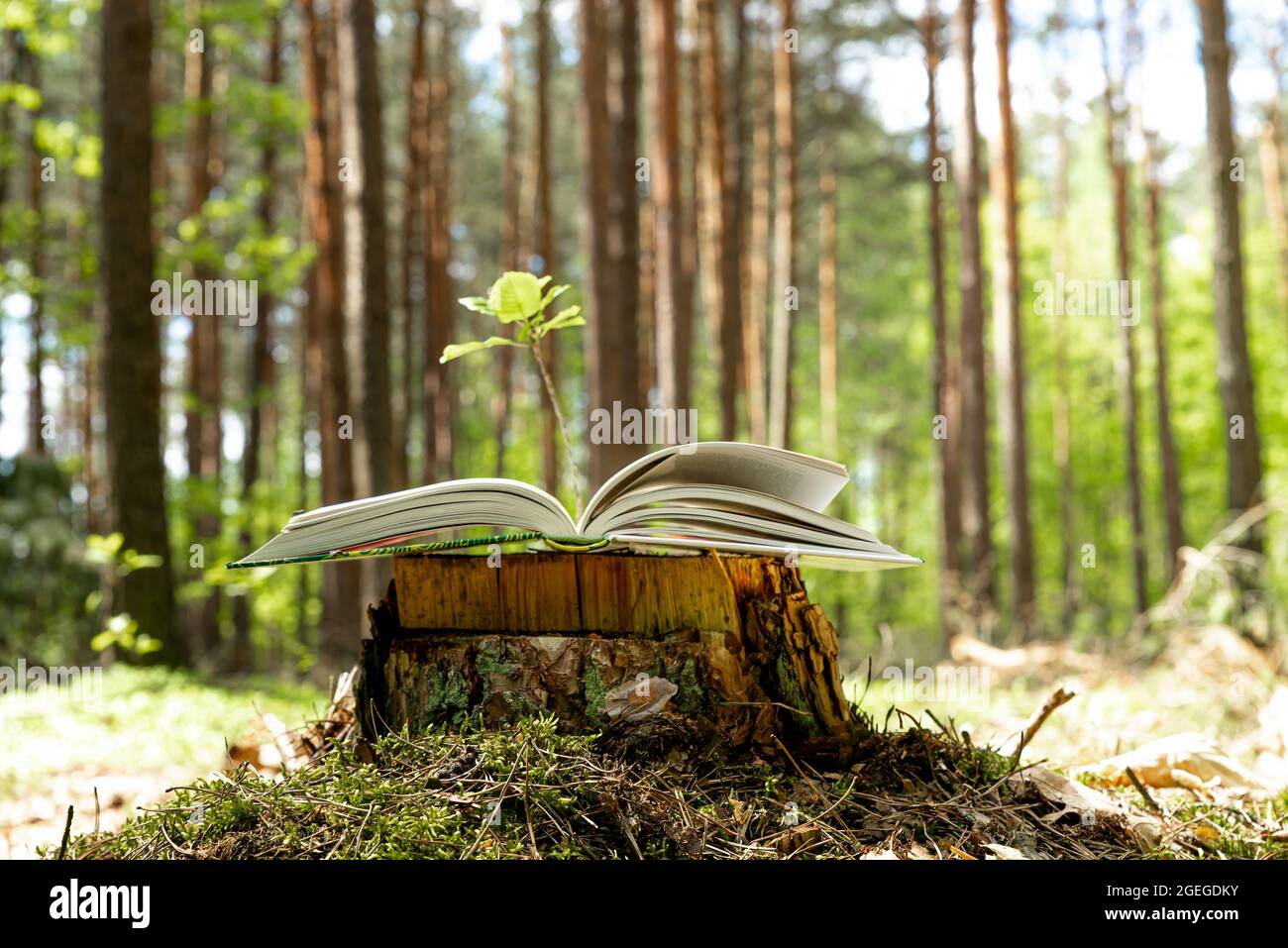 Vecchio libro che giace su ceppo di albero con alberi di foresta sfocati sullo sfondo. Libro aperto con piantina. Concetto di conoscenza, saggezza, favole e ima Foto Stock