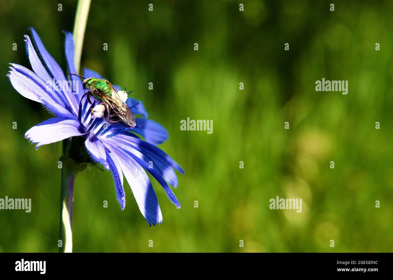 Primo piano di un'ape dolce verde metallizzata che raccoglie nettare dal fiore blu su una pianta di cicoria selvaggia che cresce in un prato. Foto Stock