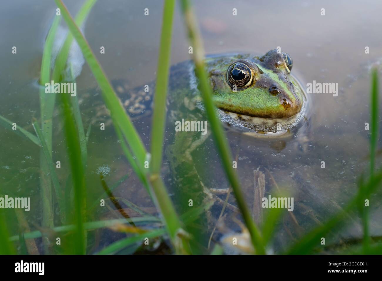 Rana di lago, rana di palude, rana commestibile nel laghetto. La rana verde nell'acqua. Foto Stock