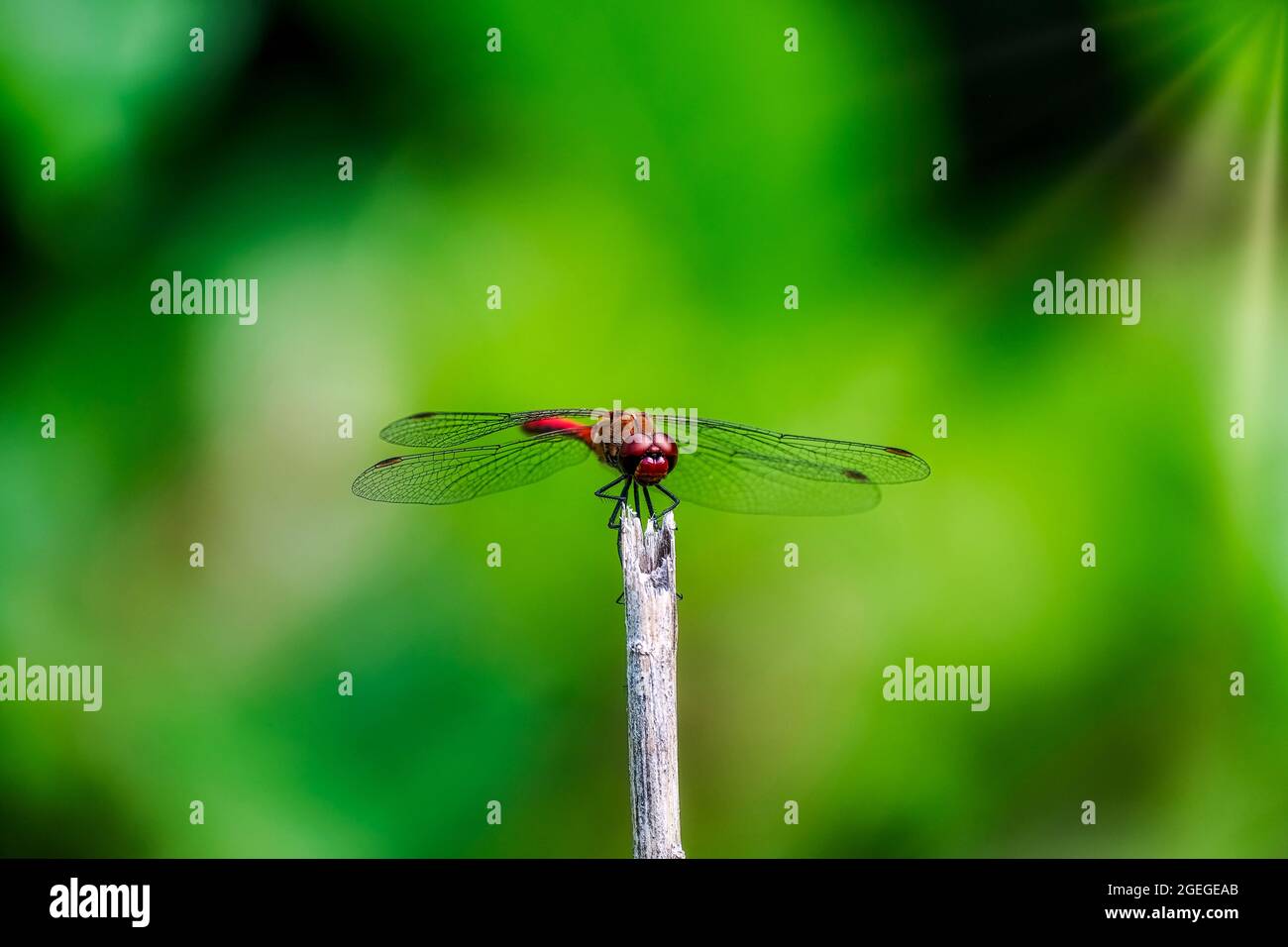 Libellula rossa su un bastone contro sfondo verde Foto Stock