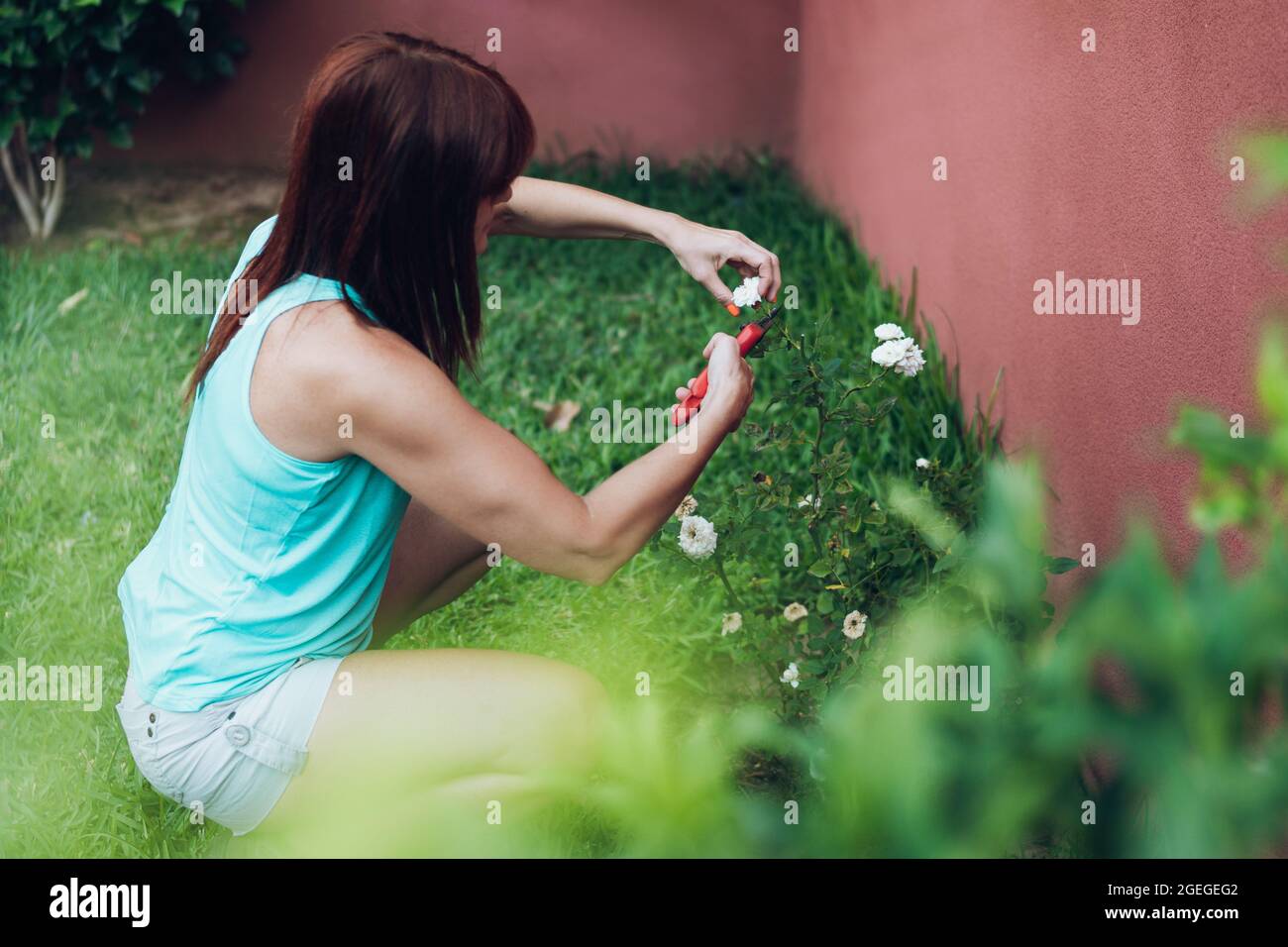 donna schiacciante che pota un cespuglio di rose con cesoie potanti Foto Stock