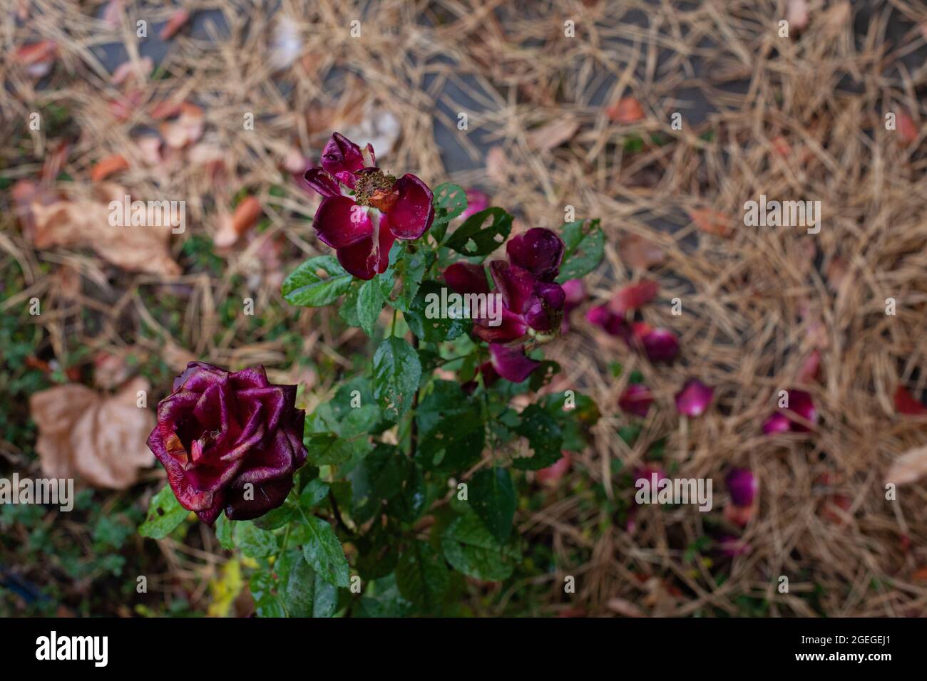Sfumato rose borgogna in giardino. Fiori di cespuglio di rosa asciugati sullo sfondo di aghi di pino e giardino al mattino piovoso fresco, fuoco selettivo Foto Stock