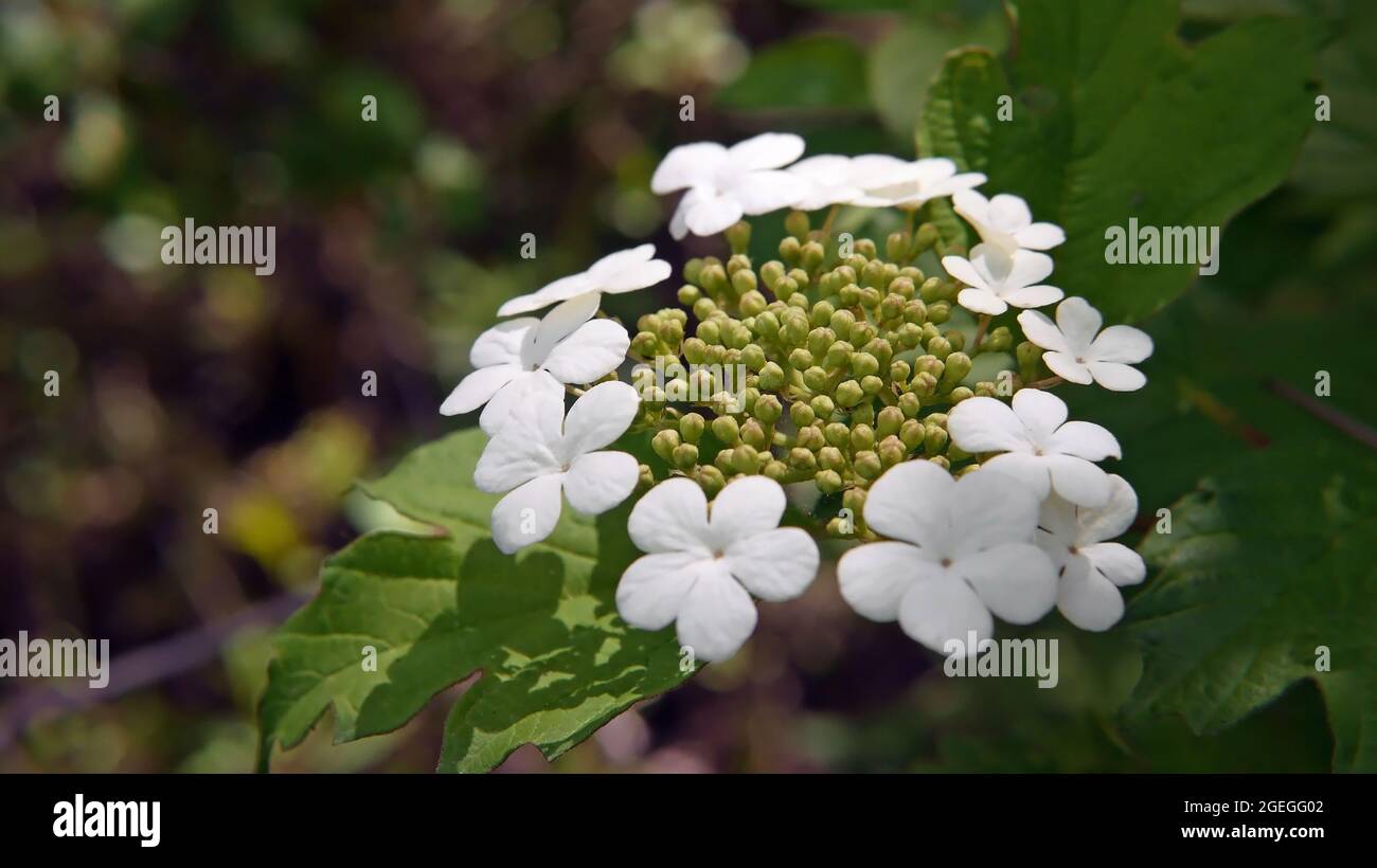 Primo piano dei fiori bianchi che iniziano ad aprirsi su un arbusto di rosa guelger. Foto Stock