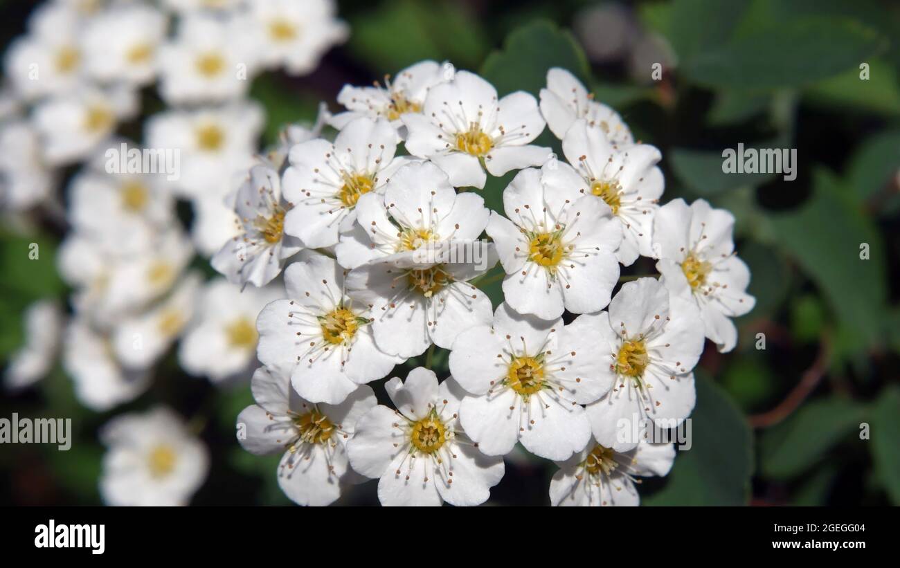 Primo piano dei fiori bianchi su un arbusto van houtte spiraea che cresce in un giardino. Foto Stock