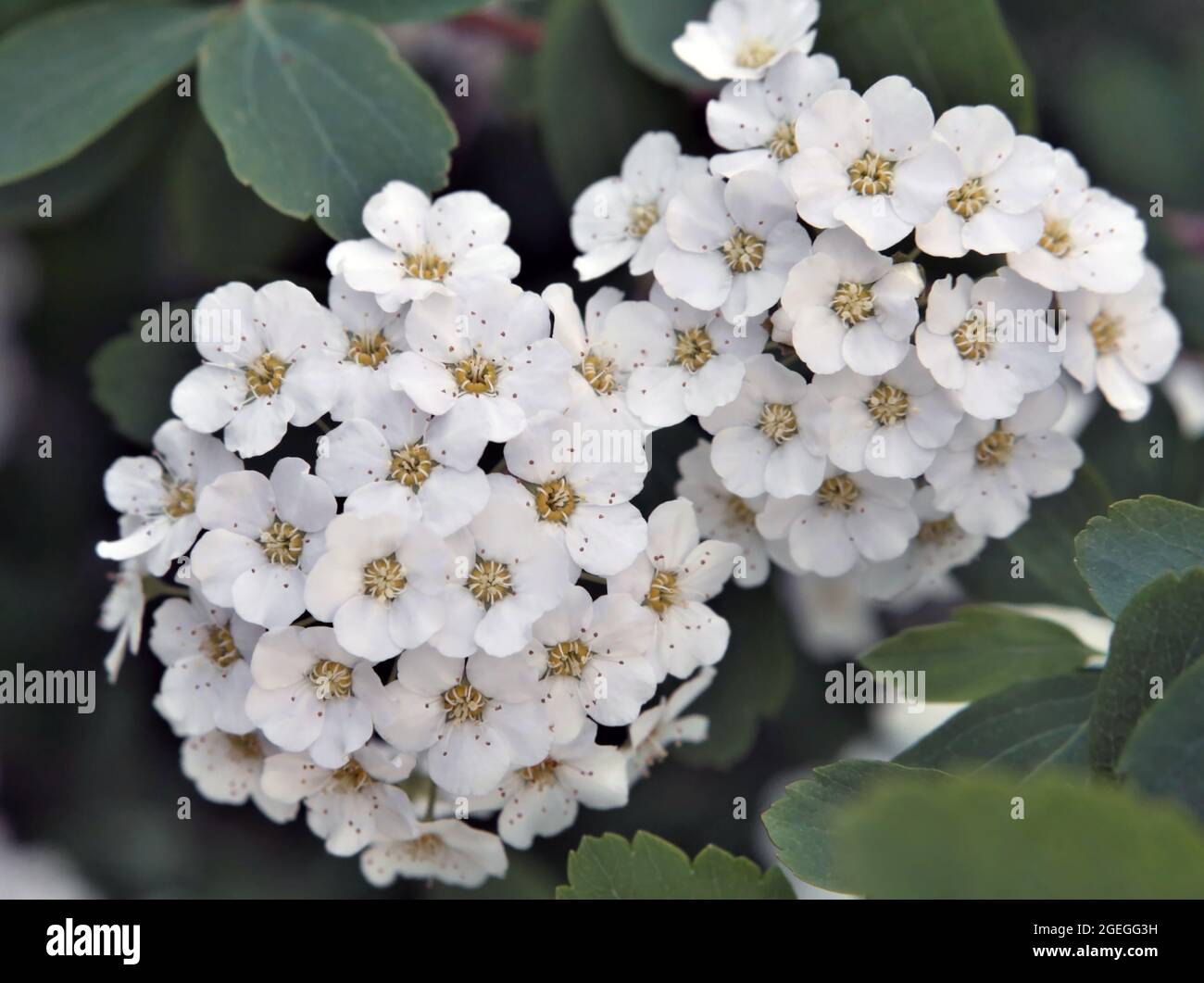 Primo piano dei fiori bianchi su un arbusto van houtte spiraea che cresce in un giardino. Foto Stock