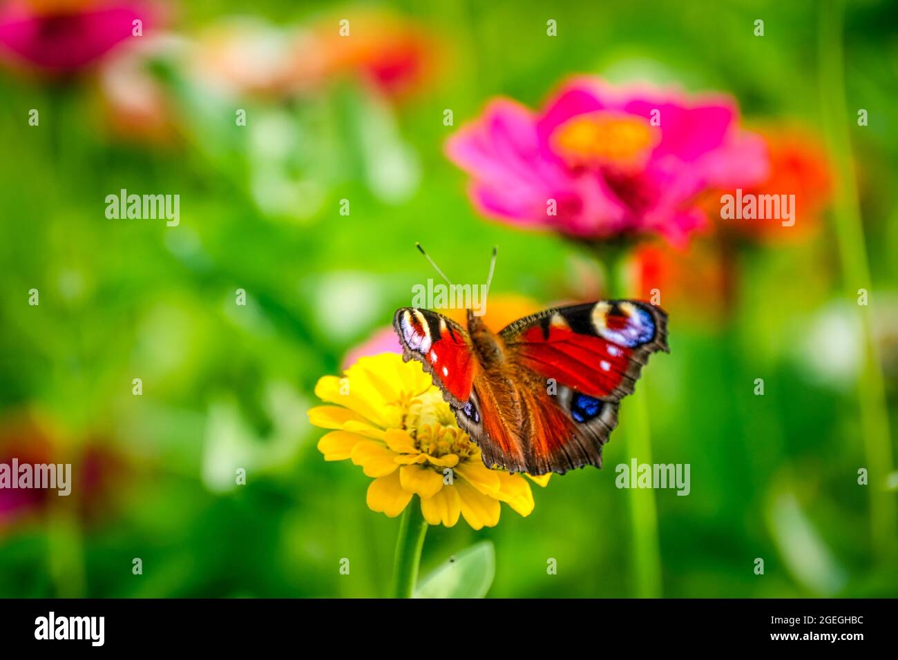 Farfalla di pavone su fiori vibranti Foto Stock