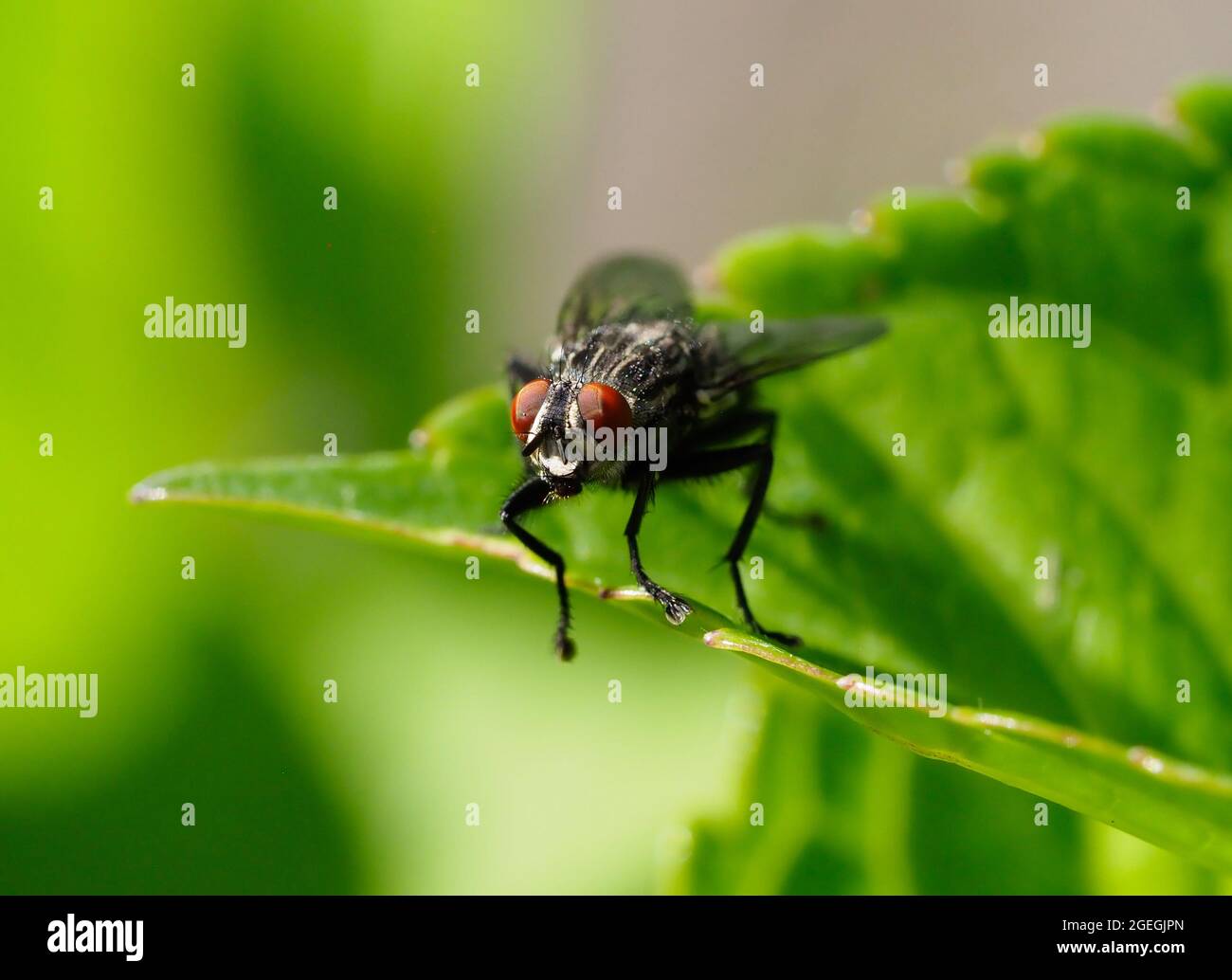 Un crine visto in primo piano poggiato su una foglia Foto Stock