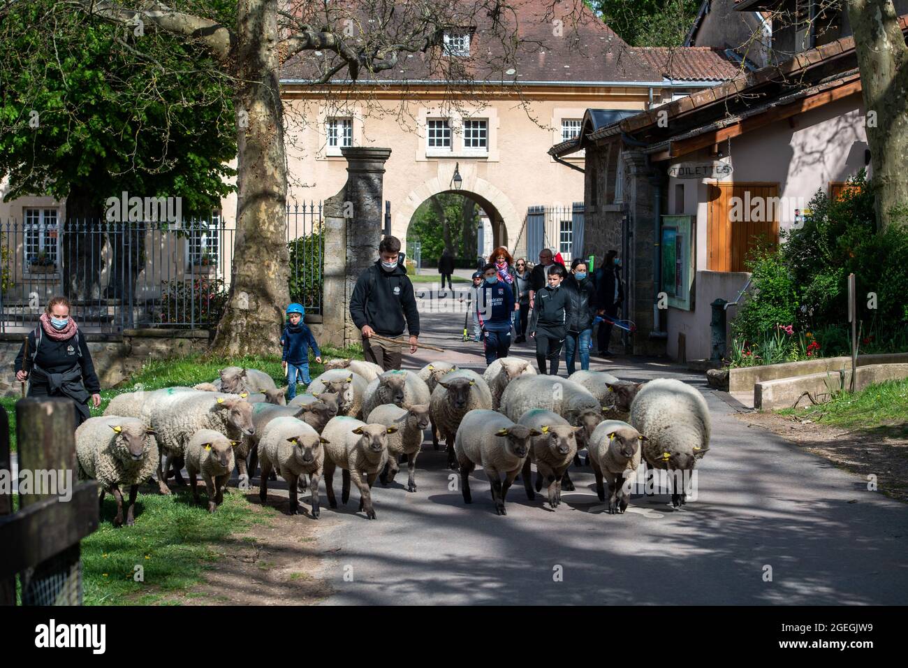 Marcy l'Etoile (Francia centro-orientale), 2021/05/05: Lacroix Laval Park. Transumanza urbana di una mandria di pecore dalla penna di pecora 'la Bergerie urbaine Foto Stock