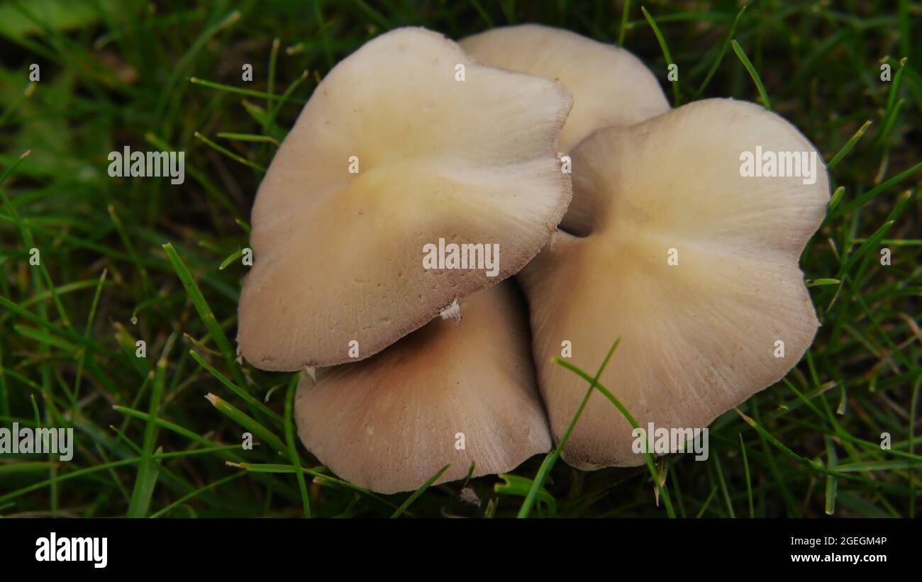 Clos-up di un mazzo di funghi che crescono selvaggi in erba su un prato. Foto Stock