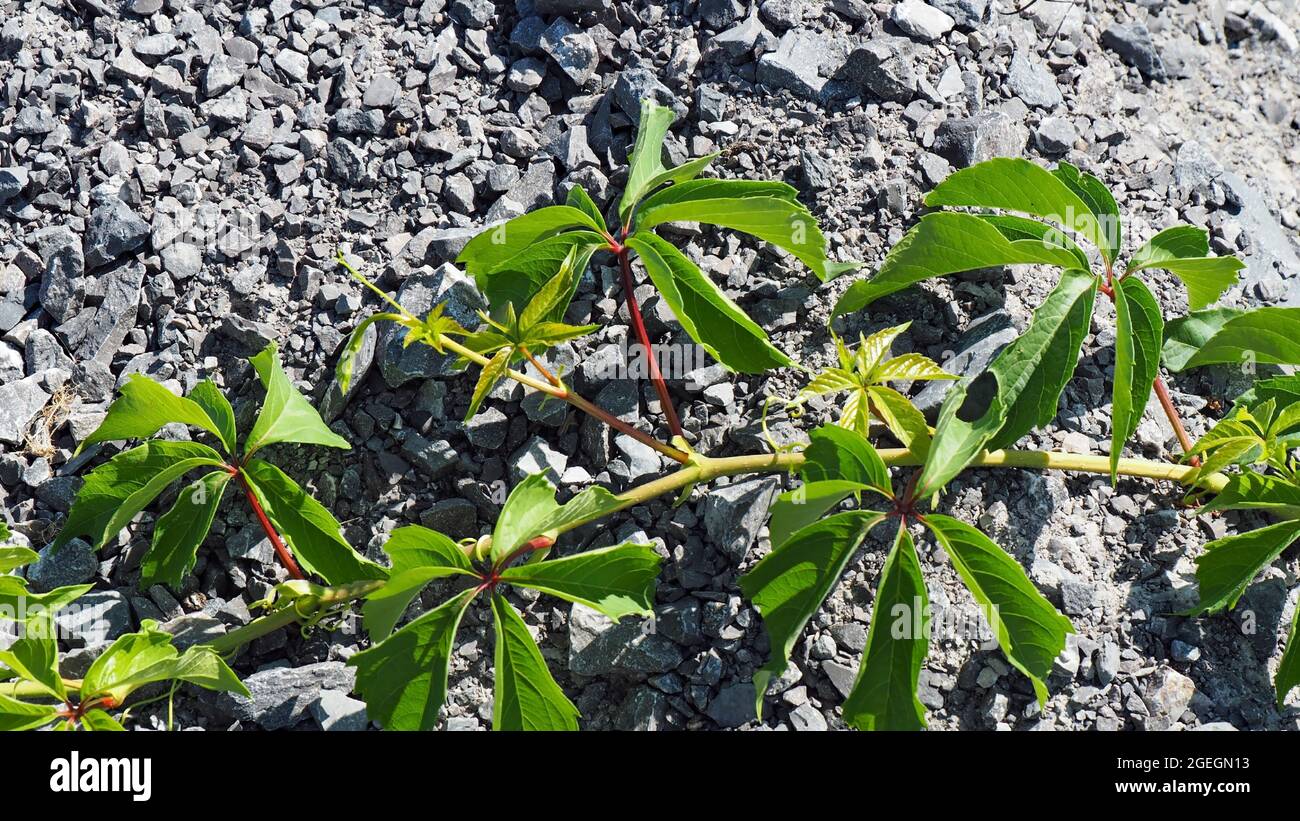 OLYMPUS FOTOCAMERA DIGITALE - primo piano di una pianta del superriduttore woodbine che strisciare sul bordo di una strada di ghiaia alla luce del sole. Foto Stock