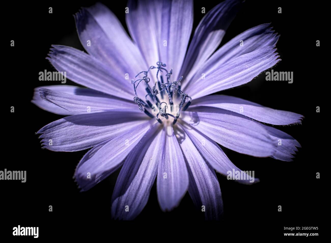 Fiore viola chiaro su sfondo nero Foto Stock
