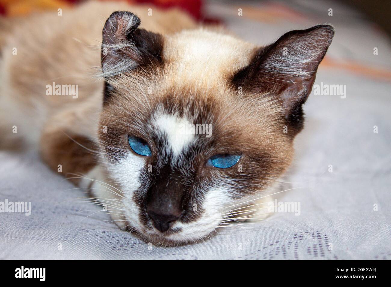 bellissimo gattino con occhi blu Foto Stock