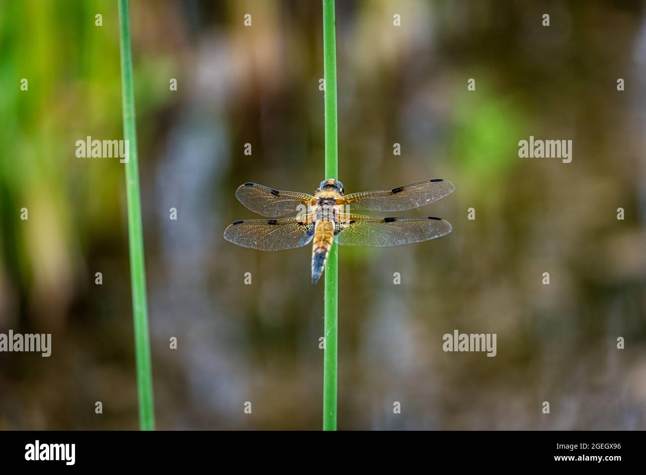 Quattro libellula punteggiato poggiano sul fusto verde della canna Foto Stock