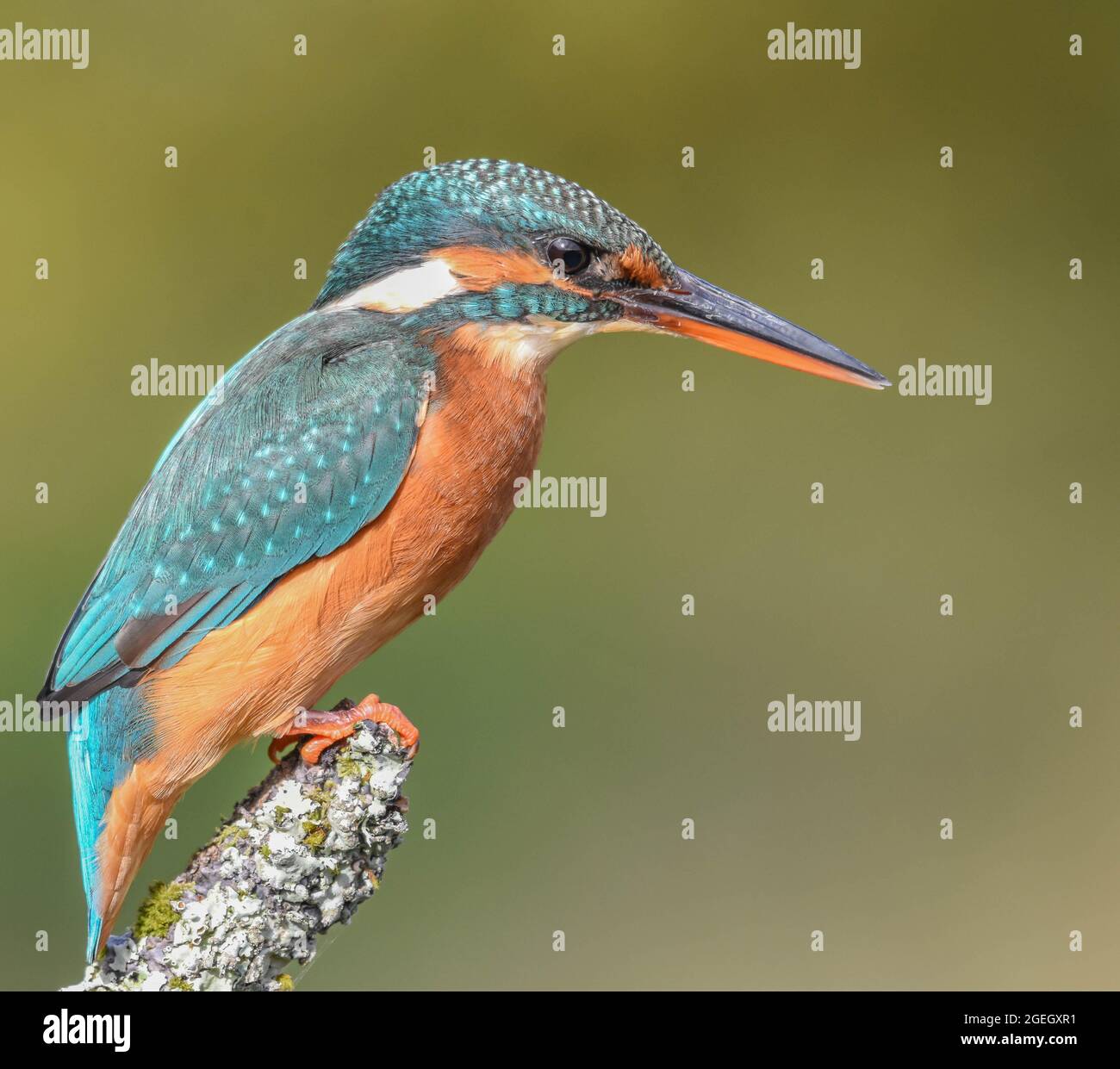Kingfisher femmina su un persico coperto di lichen. Kirkcudbright, Scozia. Acledo atthis. Foto Stock
