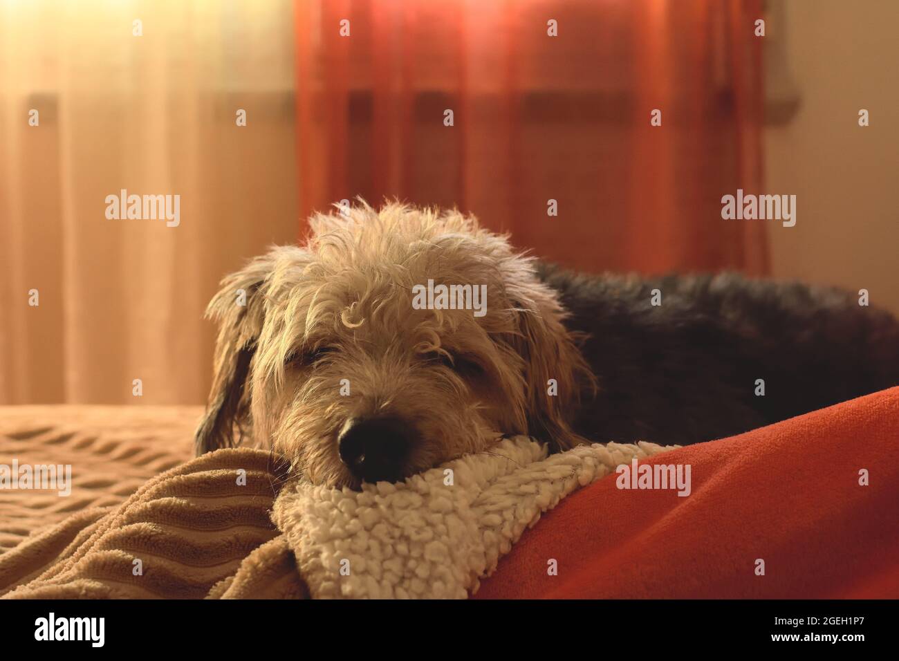cane furry ​​sleeping a letto accanto al suo proprietario Foto Stock