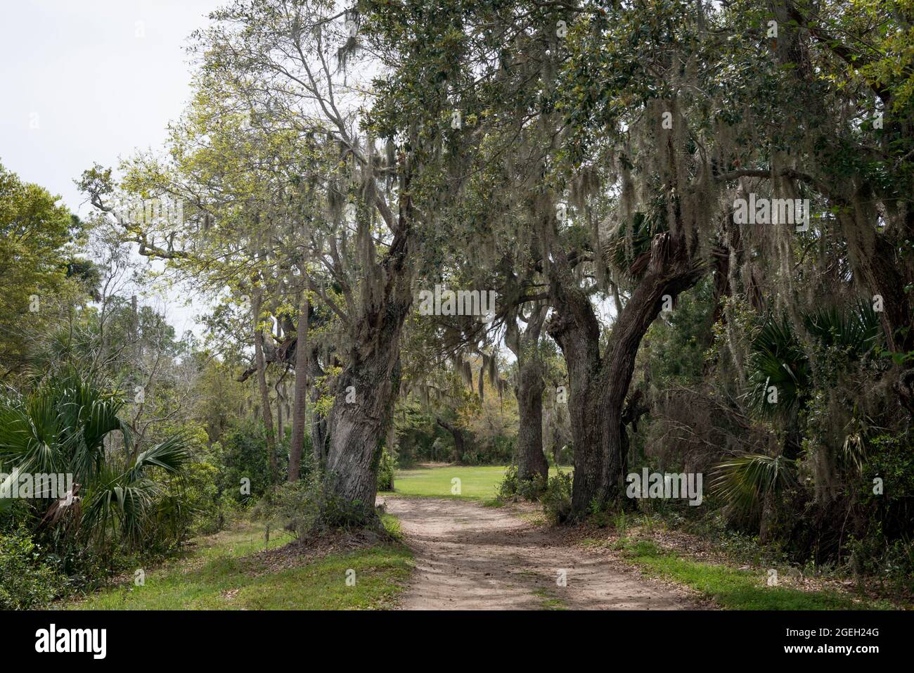 Alberi all'interno di Bull Island al largo della costa della Carolina del Sud vicino Charleston, USA Foto Stock