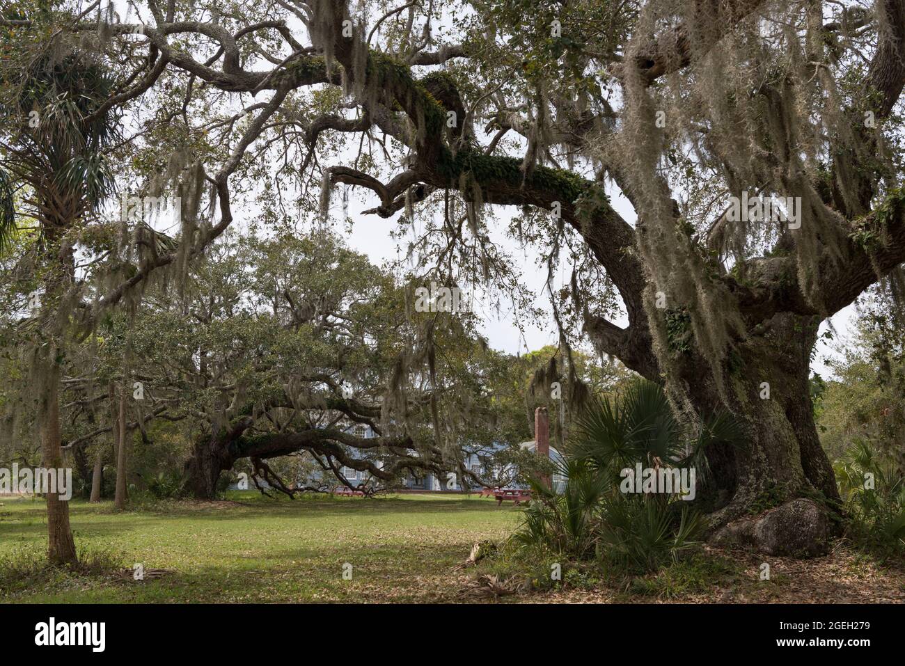 Alberi all'interno di Bull Island al largo della costa della Carolina del Sud vicino Charleston, USA Foto Stock