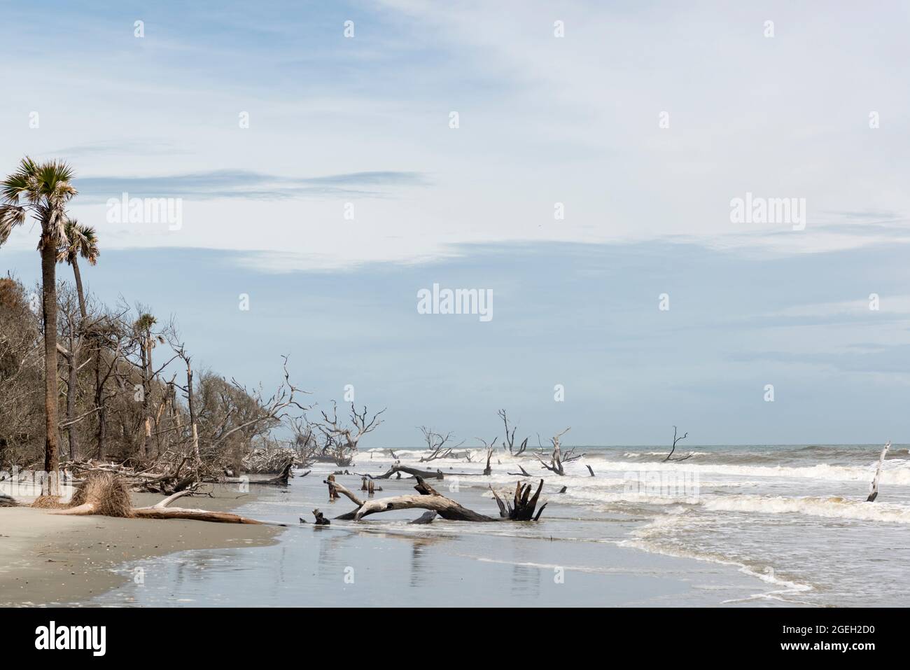 Alberi morti in mare a Boneyard Beach su Bull Island, South Carolina Foto Stock